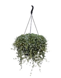 Dichondra Silver Surfer