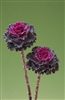 Kale Flowering Crane Ruffle Red