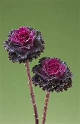 Kale Flowering Crane Ruffle Red