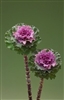 Kale Flowering Crane Ruffle Rose