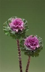 Kale Flowering Crane Ruffle Rose