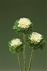 Kale Flowering Crane Ruffle White