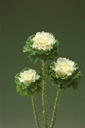Kale Flowering Crane Ruffle White