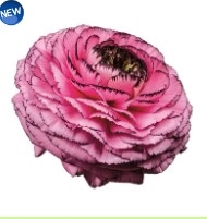 Ranunculus Elegance Rose Picotee