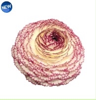 Ranunculus Elegance Pastel Picotee