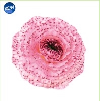 Ranunculus Elegance Pink Picotee