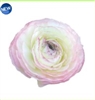 Ranunculus Elegance Soft Pink