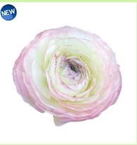 Ranunculus Elegance Soft Pink