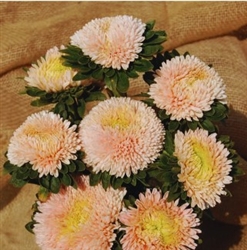 Aster Balloon Apricot