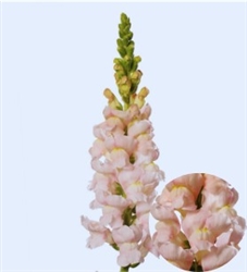 Antirrhinum Costa Silver II