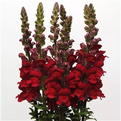 Antirrhinum Maryland Red