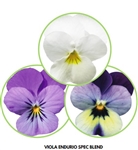 Viola Endurio Special Blend