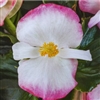Begonia Top Hat Rose Bicolour