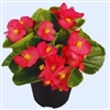 Begonia Sprint Lipstick Pellets