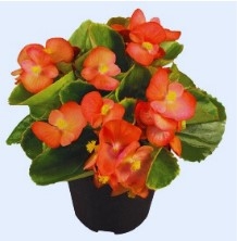 Begonia Sprint Orange_disc