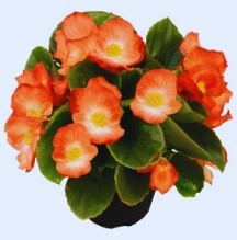 Begonia Sprint Orange Bicolour Pellets