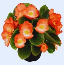 Begonia Sprint Orange Bicolour_disc