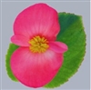 Begonia Big Dp Pink Green Leaf Pellets