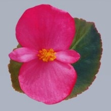 Begonia Big Dp Rose Bronze Leaf Pellets