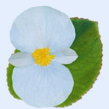 Begonia Big White Green Leaf Pellets