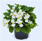 Begonia Whopper White Green Leaf Pellets