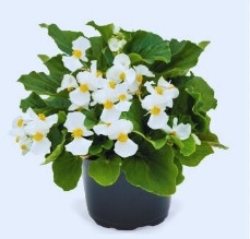 Begonia Whopper White Green Leaf Pellets