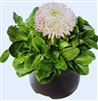 Bellis Bam Bam White Blush Pellets