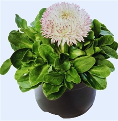 Bellis Bam Bam White Blush Pellets