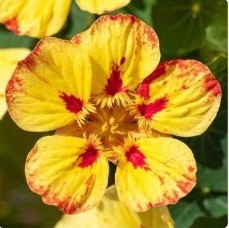 Nasturtium Ice Cream Sundae