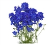 Delphinium Preston 14 Blue