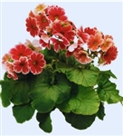 Primula Libre Scarlet Picotee