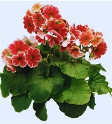 Primula Libre Scarlet Picotee