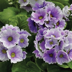 Primula Libre Blue Picotee