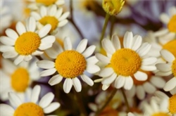 Matricaria Camilla Pellets