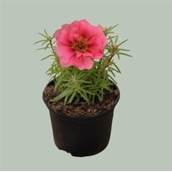 Portulaca Sundial Coral MPellets