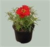 Portulaca Sundial Dp Red MPellets