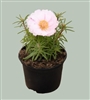 Portulaca Sundial Lt Pink Mpell