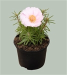 Portulaca Sundial Lt Pink Mpell