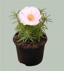 Portulaca Sundial Lt Pink Mpell