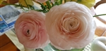 Ranunculus Highline Chamallow