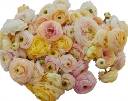 Ranunculus Highline Pastel Wedding