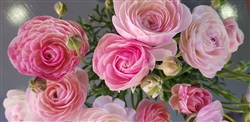 Ranunculus Highline Porcelaine