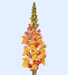 Antirrhinum Cannes Orange II- III