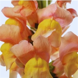Antirrhinum Avignon II Apricot