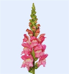 Antirrhinum Avignon II Cherry Rose