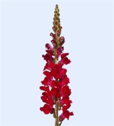 Antirrhinum Avignon II Dark Red