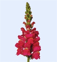 Antirrhinum Avignon II Dp Rose