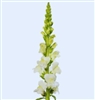 Antirrhinum Avignon II Ivory