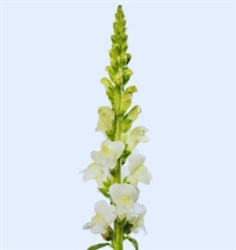 Antirrhinum Avignon II Ivory