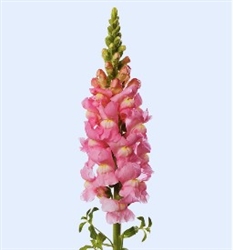 Antirrhinum Avignon II Light Rose